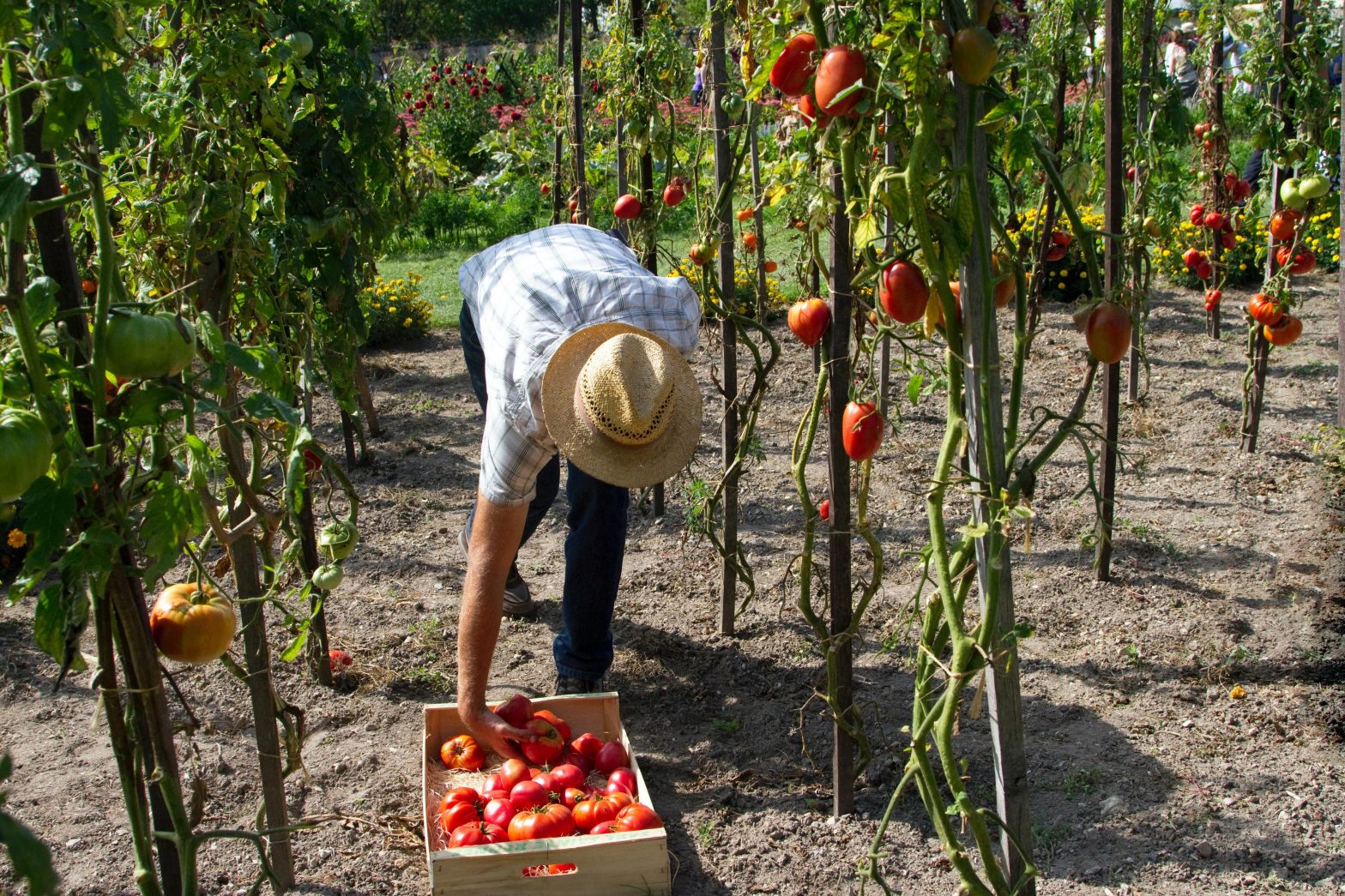 Practing permaculture design - a person picks tomatoes between rows of plants